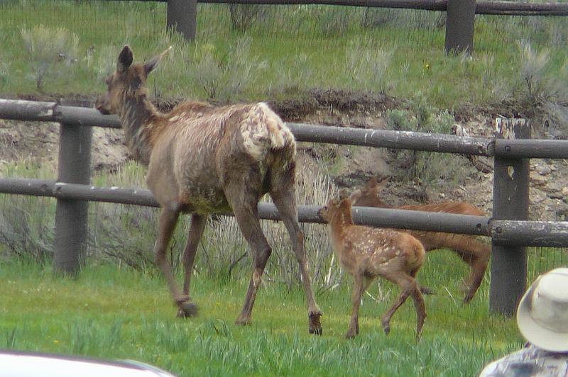 Elk and 2 calves.jpg - The same mother eld with her fawn and a friend on the other side of the fence.  They are on the lawn outside our motel in Mammoth Hot Springs.